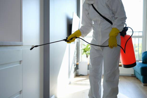 Best Basement Mold Removal  in Lithonia, GA