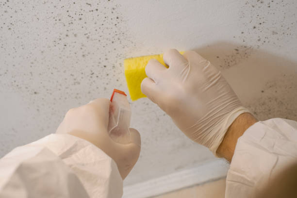 Trusted Lithonia, GA Mold Inspection, Removal & Remediation Experts